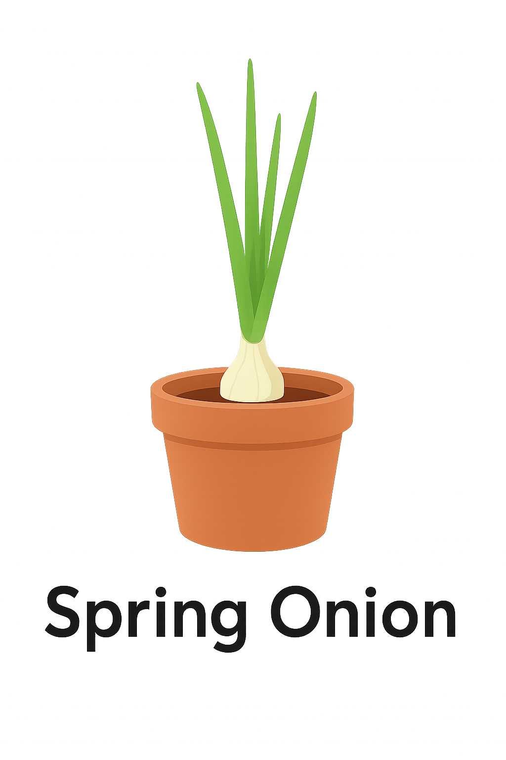 Spring_Onion