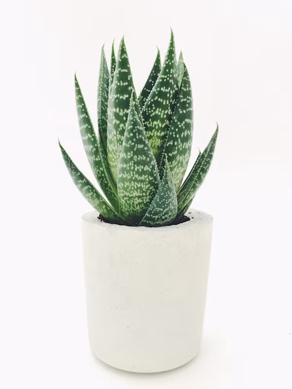 Alovera Plant