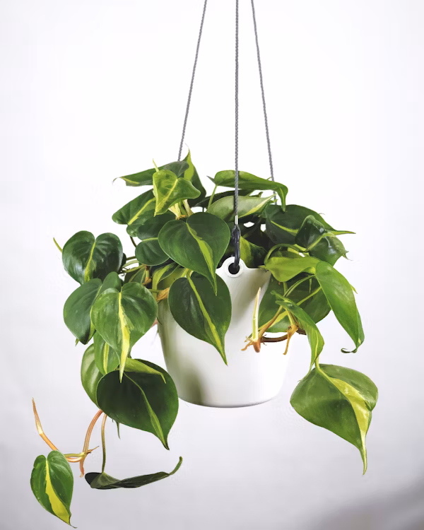 Money Plant