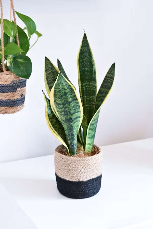 garden_Plants