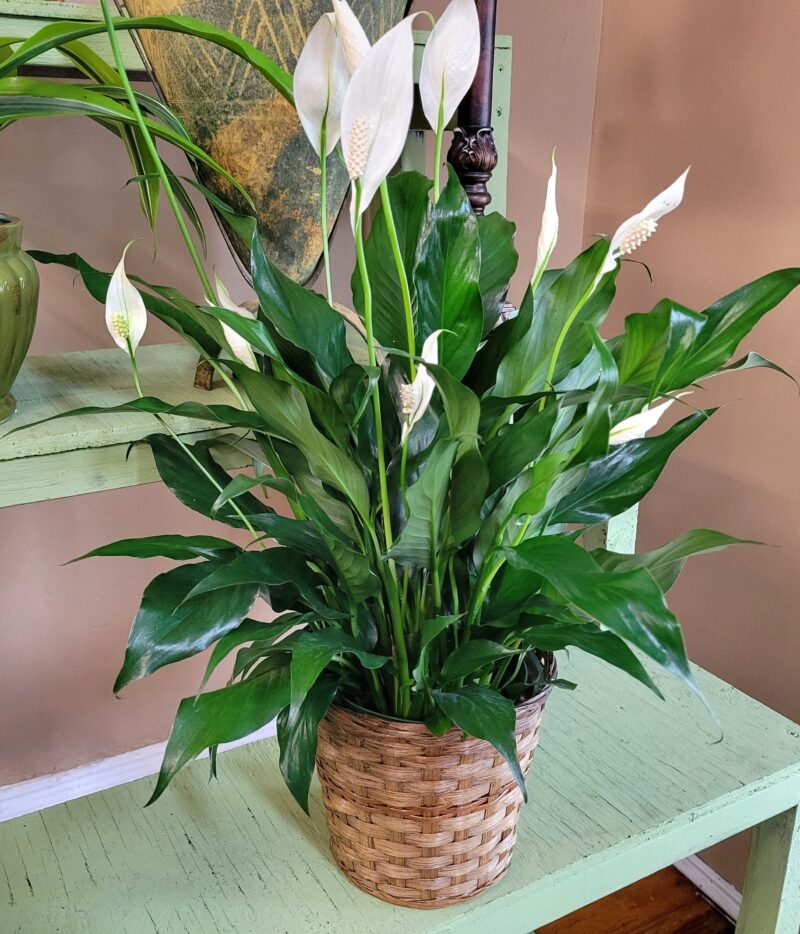 Peace Lilly