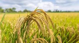 Raw Rice