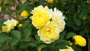 Yellow Rose