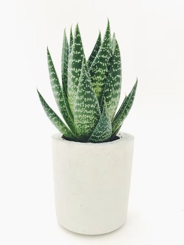 Aloevera