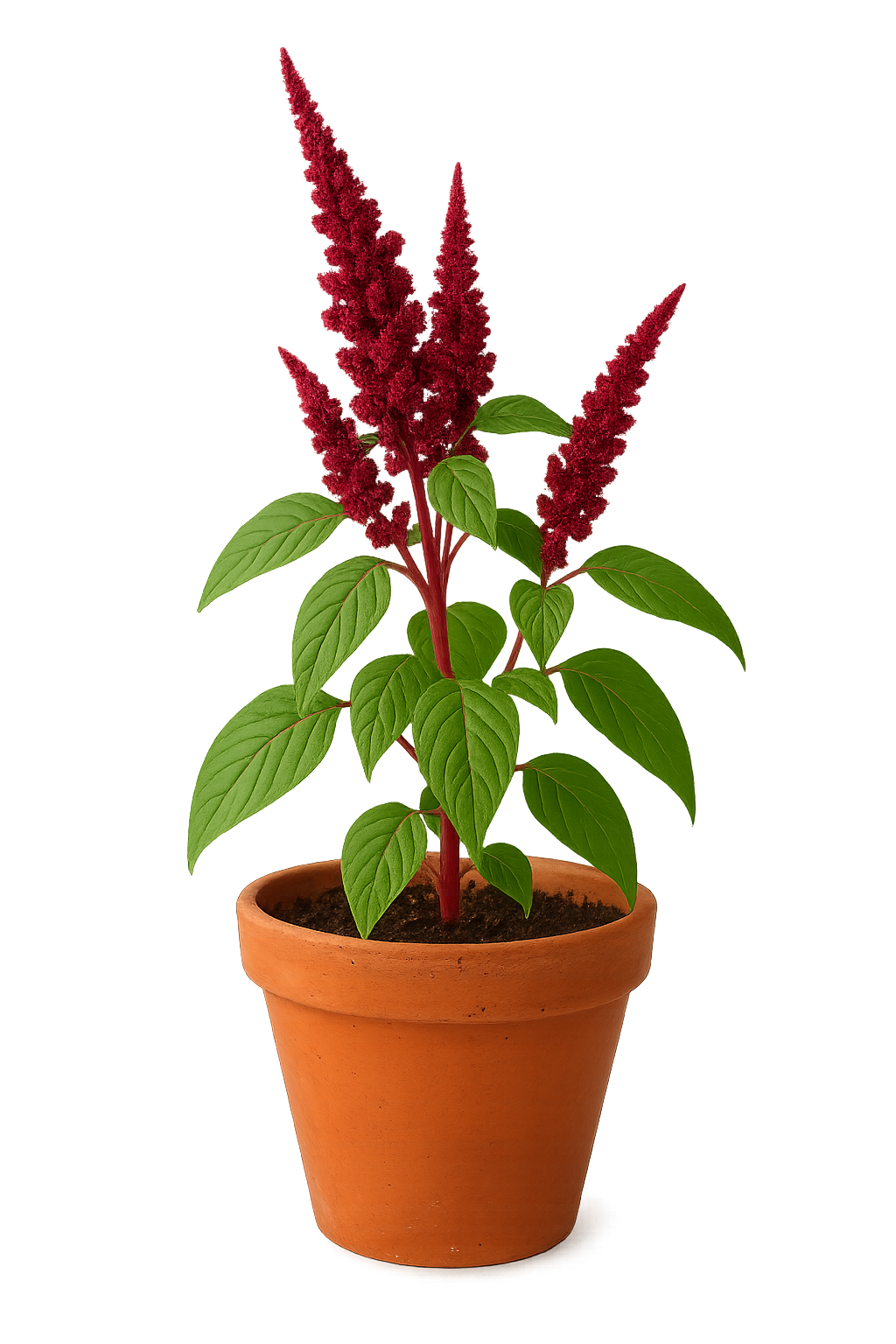 Amaranthus_plant