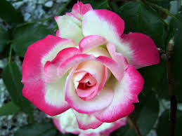 White and Red Rose