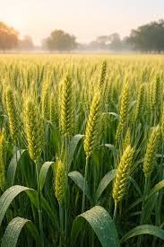 Wheat plant