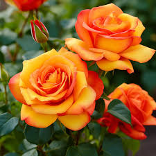 Orange Rose