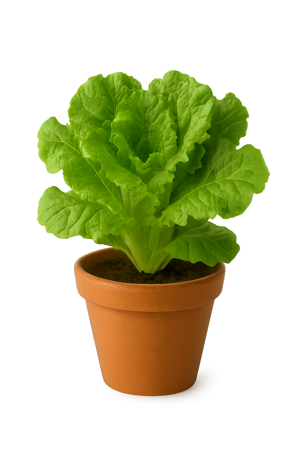 Lettuce_plant