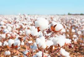 cotton