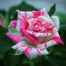 Rose_Plants Collection