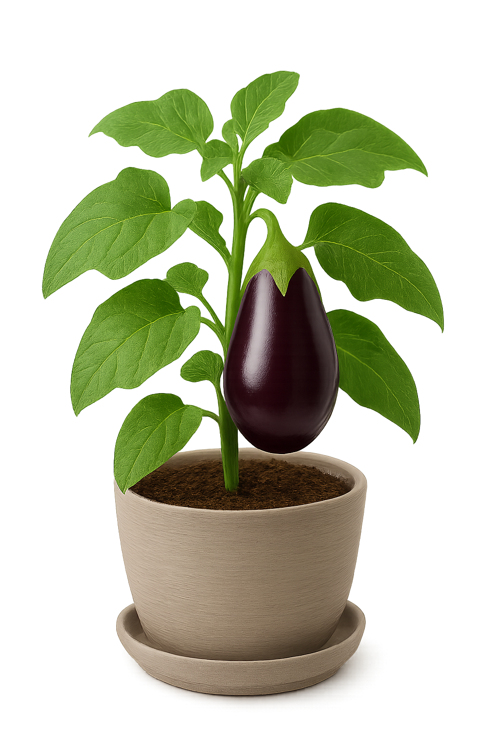 Brinjal palnt